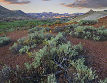 Desert vegetation in the Painted Hills unit of John Day Fossil Beds National Monument, Oregon
