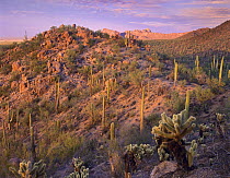 Saguaro (Carnegiea gigantea) and Teddybear Cholla (Cylindropuntia bigelovii) cacti covering Panther and Safford Peaks, Saguaro National Park, Arizona