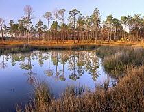 Pine (Pinus sp) trees reflected in pond near Piney Point, Hagen's Cove, Florida