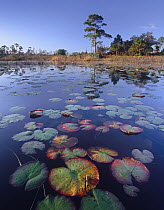 Waterlilies floating in pond, Jonathan Dickinson State Park near Hobe Sound, Florida