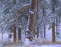 Ponderosa Pine (Pinus ponderosa) trees after fresh snowfall, Rocky Mountain National Park, Colorado