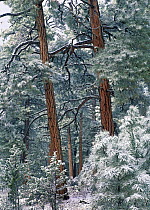 Ponderosa Pine (Pinus ponderosa) forest after fresh snowfall, Rocky Mountain National Park, Colorado