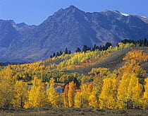 Quaking Aspen (Populus tremuloides) forest in autumn and Ranger Peak, Grand Teton National Park, Wyoming