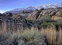 Grasses and boulders at the base of the Sierra Nevada Range as seen from Alabama Hills, California