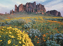 California Brittlebush (Encelia californica), Lost Dutchman State Park, Superstition Mountains, Arizona