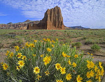 Common Sunflower (Helianthus annuus) cluster and Temple of the Sun, Capitol Reef National Park, Utah
