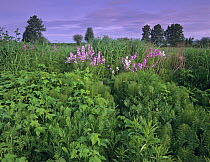 Wildflowers growing in field, Nicomekl River, British Columbia, Canada