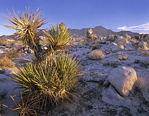 Mojave Yucca (Yucca schidigera) in rocky landscape, Mojave National Preserve, California