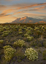 Pepperweed (Lepidium sp) in bloom with El Capitan in distance, Guadalupe Mountains National Park, Texas