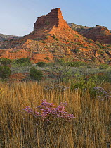 Wildflowers and dried grasses, Caprock Canyons State Park, Texas