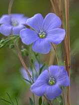 Blue Flax (Linum perenne) flowers, North America