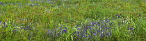 Delphinium (Delphinium staphisagria) and Mexican Hat (Ratibida columnifera) flowers in meadow, North America