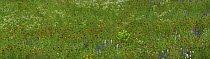 Delphinium (Delphinium staphisagria) and Mexican Hat (Ratibida columnifera) flowers in meadow, North America
