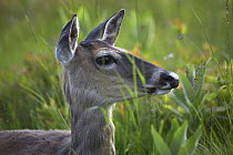 White-tailed Deer (Odocoileus virginianus) portrait in tall spring grass, North America