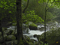 Roaring Fork River flowing through the Great Smoky Mountains National Park, Tennessee