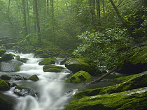 Roaring Fork River flowing through forest in Great Smoky Mountains National Park, Tennessee