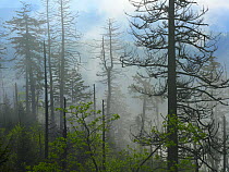Misty forest on Clingman's Dome, Great Smoky Mountains National Park, Tennessee
