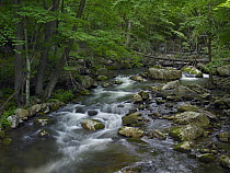 Little Stony Creek flowing through Jefferson National Forest, Virginia