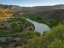 Rio Chama with Cottonwood (Populus sp) trees and other riparian species growing along banks, New Mexico