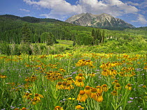 Orange Sneezeweed (Hymenoxys hoopesii) blooming in meadow with East Beckwith Mountain in the background, Colorado