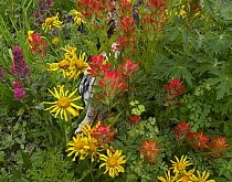 Orange Sneezeweed (Hymenoxys hoopesii) and Indian Paintbrush (Castilleja miniata) flowers in meadow, North America