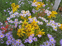 Orange Sneezeweed (Hymenoxys hoopesii) with Smooth Asters (Aster laevis) and Scarlet Gilia (Ipomopsis aggregata) flowers in meadow, North America
