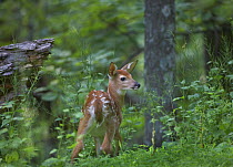 White-tailed Deer (Odocoileus virginianus) fawn with spots in forest, North America
