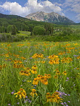 Orange Sneezeweed (Hymenoxys hoopesii) in meadow with East Beckwith Mountain in the background, Colorado