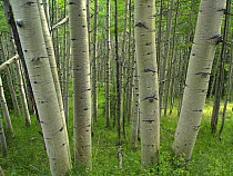 Quaking Aspen (Populus tremuloides) forest in spring, Gunnison National Forest, Colorado