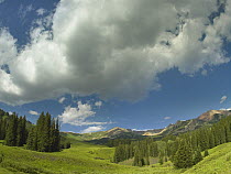 Stand of conifers in the Elk Mountains near Crested Butte, Colorado