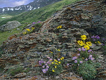 Subalpine Fleabane (Erigeron peregrinus), Snow Cinquefoil (Potentilla nivea) and Alpine sunflowers growing amid rocks, Mosquito Pass, Colorado