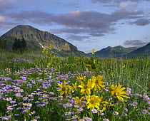 Orange Sneezeweed (Hymenoxys hoopesii) and Smooth Aster (Aster laevis) wildflowers in meadow with Gothic Mountain in distance, Colorado