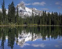 Wiwaxy Peaks and Cathedral Mountain at Lake O'Hara, Yoho National Park, British Columbia, Canada