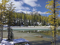 Boreal forest in light snow, Opabin Plateau, Yoho National Park, British Columbia, Canada