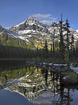 Mount Huber reflected in lake with boreal forest, Yoho National Park, British Columbia, Canada