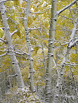 Quaking Aspen (Populus tremuloides) trees covered with snow near Kebbler Pass, Gunnison National Forest, Colorado