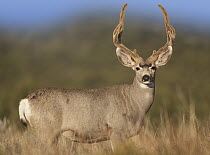 Mule Deer (Odocoileus hemionus) male in dry grass, North America
