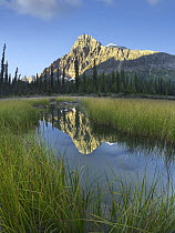Mount Chephren reflected in Mistaya Oxbow with boreal forest, Banff National Park, Alberta, Canada