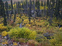 Beaver pond amid boreal forest, Tombstone Territorial Park, Yukon Territory, Canada