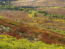 Autumn tundra with boreal forest, Tombstone Territorial Park, Yukon Territory, Canada