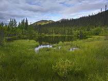 Boreal forest with pond and Antimony Mountain in the background, Ogilvie Mountains, Yukon Territory, Canada