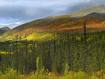 Boreal forest beneath Goldensides Mountain, Tombstone Territorial Park, Yukon Territory, Canada