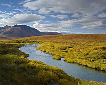 North Klondike River flowing through tundra beneath the Ogilvie Mountains, Yukon Territory, Canada
