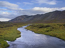 Hart River flowing over tundra beneath the Ogilvie Mountains, Yukon Territory, Canada