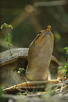 Softshell Turtle (Trionychidae) in underbrush looking up, Florida