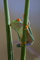 Red-eyed Tree Frog (Agalychnis callidryas) clinging in reeds, Costa Rica
