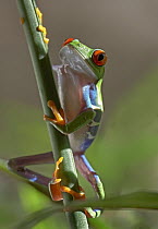 Red-eyed Tree Frog (Agalychnis callidryas) climbing on reeds, Costa Rica
