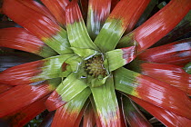 Bromeliad flower, Costa Rica