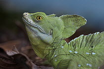 Jesus Christ Lizard (Basiliscus vittatus), Costa Rica