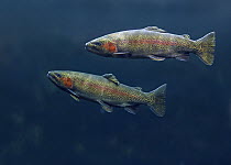 Rainbow Trout (Oncorhynchus mykiss) pair swimming underwater